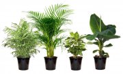 4er-Set Zimmerpflanzen in den Sorten Banane, Zwergpalme, Arekapalme und Kaffebaum 