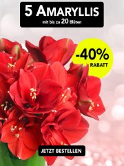 5 Amaryllis "ChristmasRed" f&uuml;r 19,98&euro; incl. VSK statt 29,98&euro;