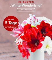 5 Amaryllis "WinterWonderland" f&uuml;r 19,98&euro; incl. Versand statt 29,98&euro;