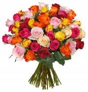 50 bunte Rosen f&uuml;r nur 24,98&euro; incl. Versand