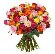 50 bunte Rosen mit 50cm L&auml;nge f&uuml;r 27,98&euro;
