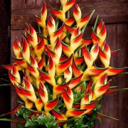 50 St&uuml;ck Heliconia Samen