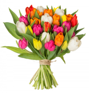 51 Tulpen "ColourSplash" f&uuml;r 22,98&euro;