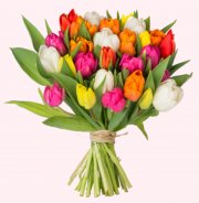 41 bunte Tulpen nur 20,94 &euro; inkl. Versand