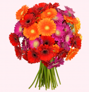 44 bunte Gerbera nur 23,94 &euro; inkl. Versand