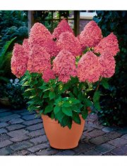 Hortensie inkl.&Uuml;bertopf bei Hagebaumarkt nur 9,99 &euro;