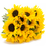 23 Sonnenblumen bei blume ideal f&uuml;r 14,99 &euro; statt 24,99 &euro; zzgl. Versand