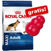 Gro&szlig;gebinde Royal Canin Size + Spielzeug KONG Classic gratis!