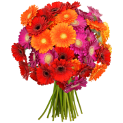 41 bunte Gerbera f&uuml;r nur 19,99 &euro; bei Blumeideal