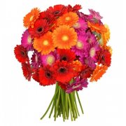  Bl&uuml;tentraum !!! 44 bunte Gerbera f&uuml;r 23,98&euro; statt 34,98&euro;