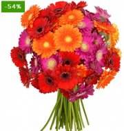 Blume Ideal &ndash; 37 Bunte Gerbera f&uuml;r 22,98&euro;