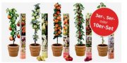 DailyDeal: 3 S&auml;ulen-Obstb&auml;ume (Apfel,Birne,Kirsche) f&uuml;r zusammen 21,71 &euro; inkl. Versand