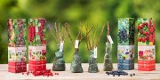 Ernte Deine eigenen Fr&uuml;chte im Garten f&uuml;r 19,95&euro;