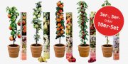 Ernte Deine eigenen Fr&uuml;chte vom Obstbaum ab 24,95&euro;