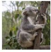 Fl&uuml;ge: D&uuml;sseldorf (DUS) -> Brisbane (BNE) im Mai/Juni ab 516&euro; (Hin- und Zur&uuml;ck) mit Air China