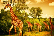 Gef&uuml;hrte Gruppenreise durch S&uuml;dafrika incl. Flug und Hotel f&uuml;r 2889&euro;