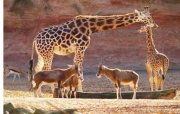 Hannover: Zoo + 1x &Uuml;bernachtung & Fr&uuml;hst&uuml;ck ab 55&euro; pro Person