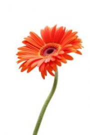 IKEA 75 Jahre: Gerbera + 5 Euro Gutschein