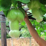K&uuml;rbiskerne Seltene Melone.....