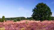 Natur pur in der L&uuml;neburger Heide + &Uuml;bernachtung f&uuml;r 99&euro;