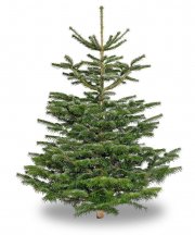 Premium Nordmanntanne 160-170 cm f&uuml;r 39,99&euro;