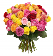 Rosen-Rausch bei Blumeideal! min. 31 Rosen f&uuml;r 18,98&euro; incl. Versand!