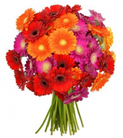 Wundersch&ouml;ne 41 bunte Gerbera f&uuml;r 20,98 Euro bestellen und damit den Fr&uuml;hling ins Haus holen!