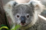 Zoo Pairi Daiza + Hotel ab 79&euro;