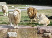 Zoo Safaripark Stukenbrock Tagestickets ab 17,58 &euro; statt 30,50 &euro;