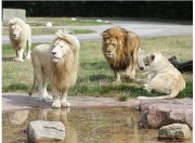 Zoo Safaripark Stukenbrock Tagestickets f&uuml;r 18,50 &euro; statt 30,50 &euro;